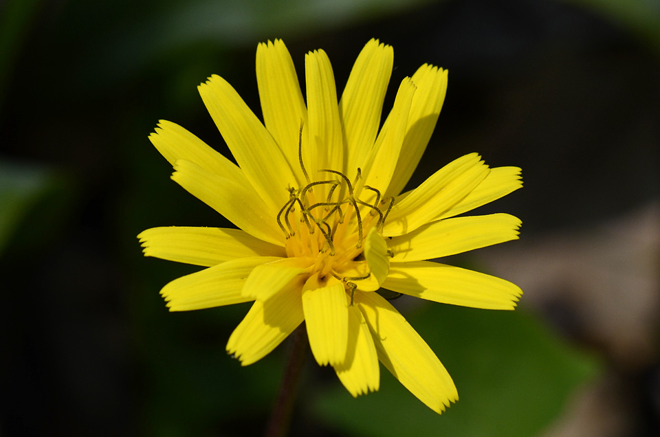 Aposeris foetida / Lattuga fetida